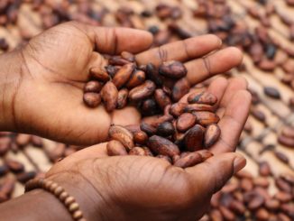 Des fèves de cacao dans les mains d'une jeune fille.