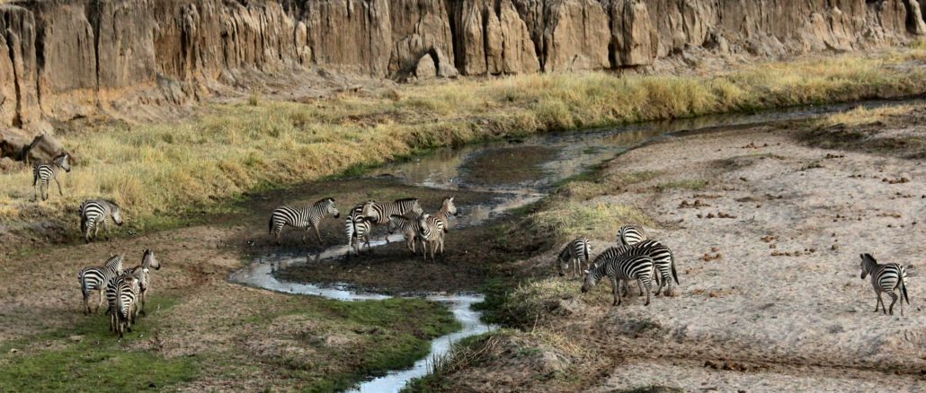 Parc national de Tarangire, Tanzanie.