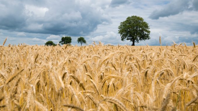 Un champ de blé en Allemagne.