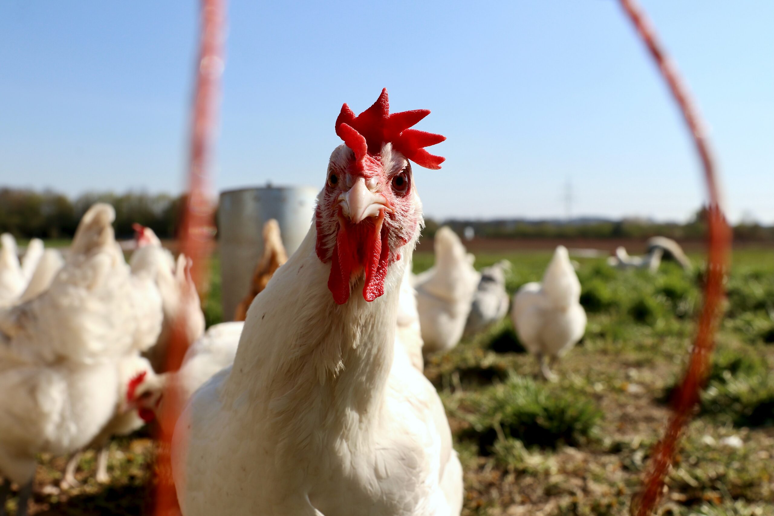 Égypte : le groupe avicole Cairo 3A for Poultry déploie ses ailes