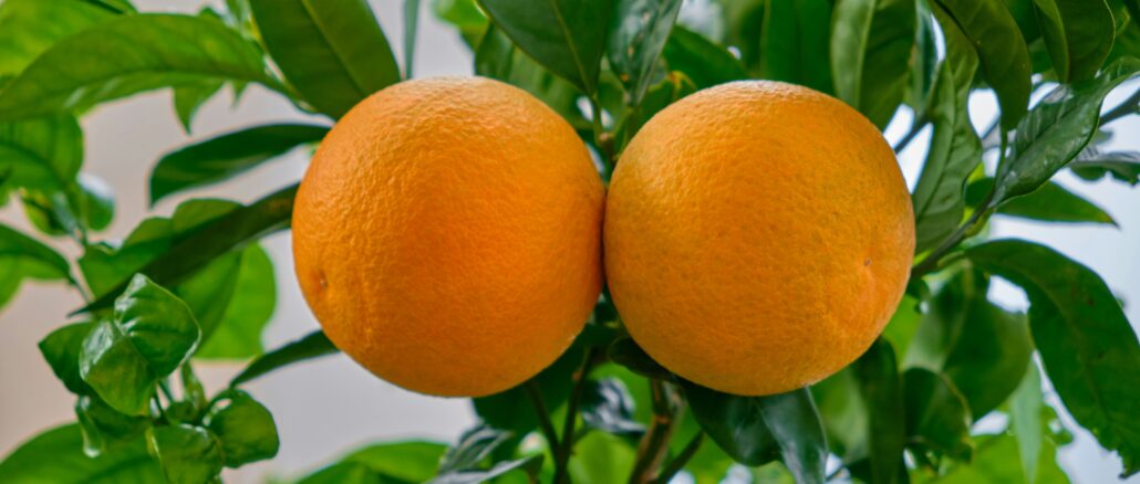 Des oranges, des agrumes très appreciés.