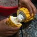 Un planteur ouvrant une cabosse de cacao.