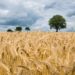 Un champ de blé en Allemagne.